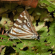 The Tailed Punch Dodona has a false head at the tip of the hindwing.
